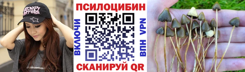 продажа наркотиков  Губкин  Псилоцибиновые грибы GOLDEN TEACHER 